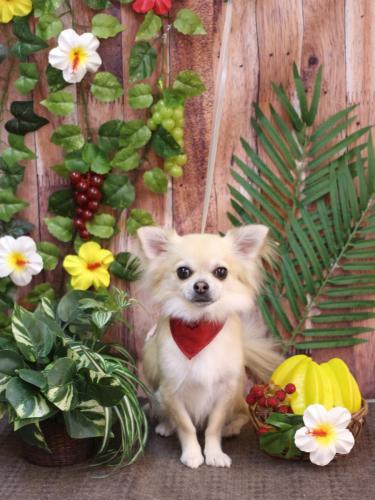 20230819とわくん